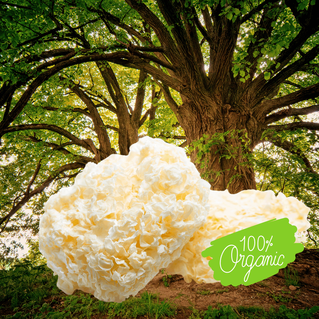 Tremella or snow mushrooms in a forest background with organic logo