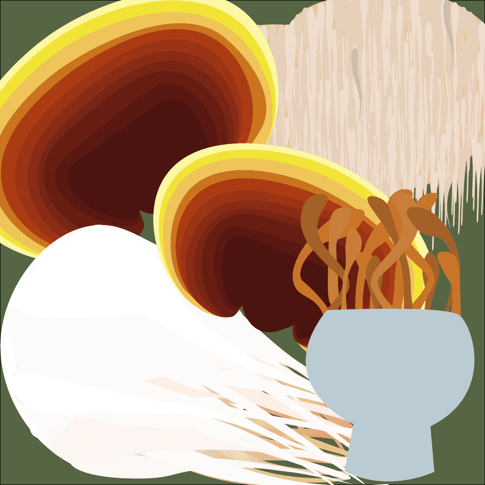 Illustrative graphics for reishi and lions mane 