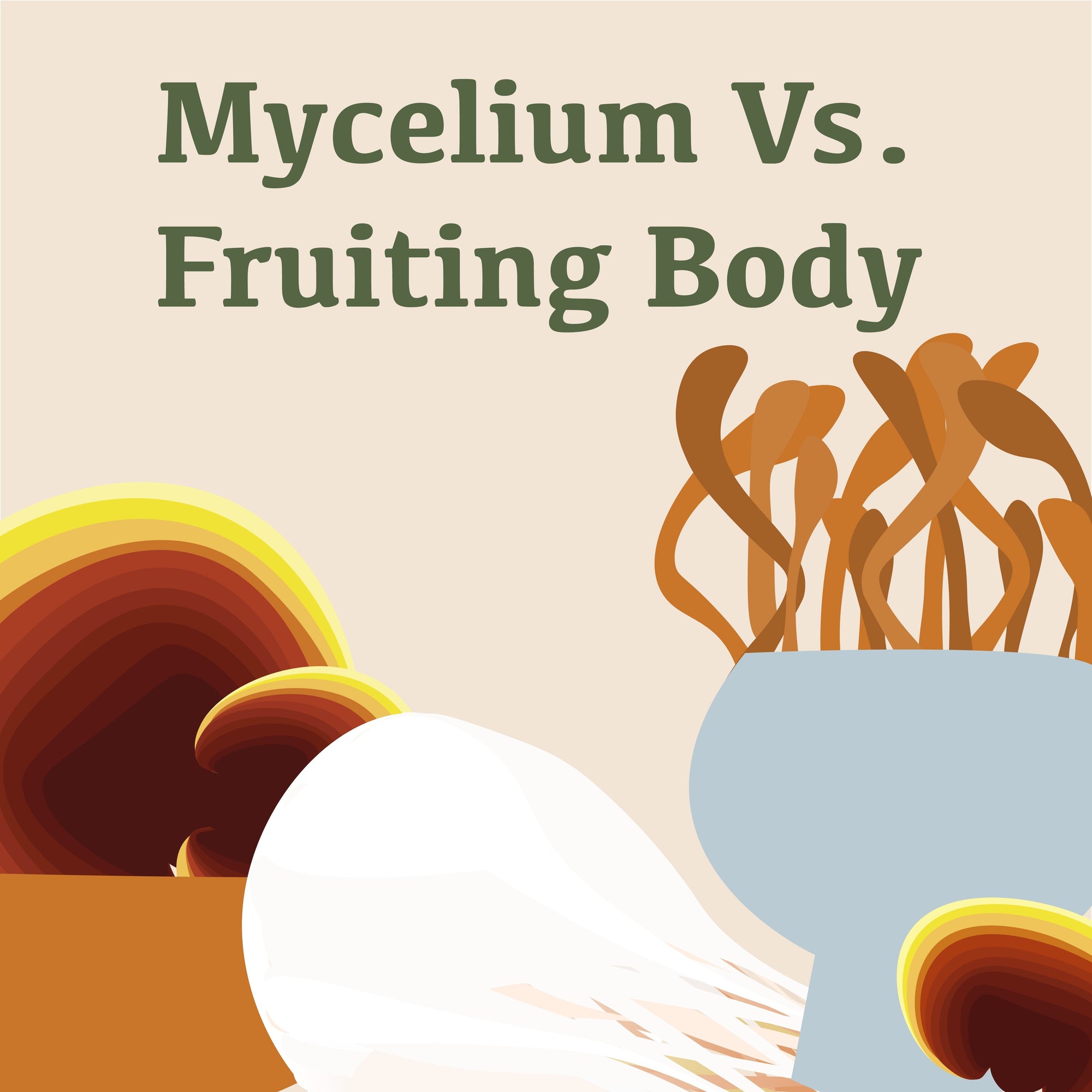 Mycelium vs. Mushroom Fruiting Body: Which is Better and Why